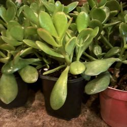Jade Plants ! For Sale $3 Each