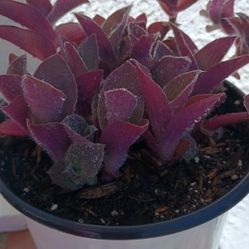 Purple Fuzzy Succulent 1 Gallon Container 