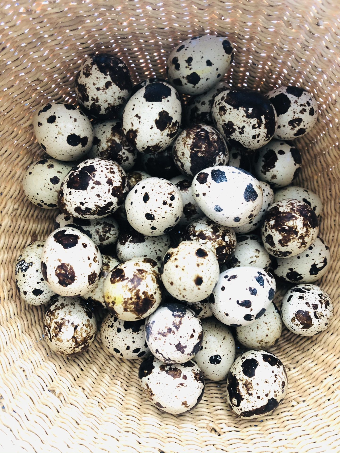 Fresh Quail Eggs!! @The_Little_Quail_Farm