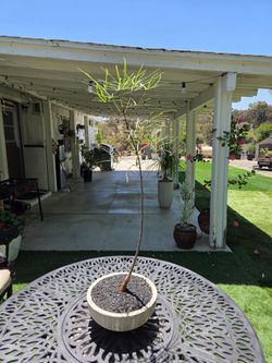 $135 Queensland Bottle Tree 🌿 40" tall