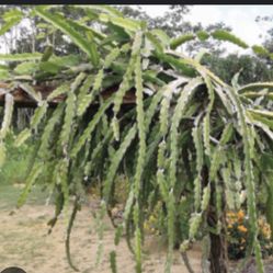 Dragon Fruit Cutting