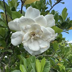 🤍 Plant: Gardenia Miami Supreme Standar
