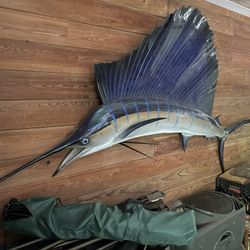 Atlantic Sailfish Mount