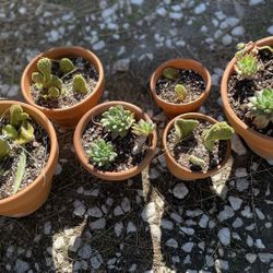 Cactus Plants/ Succulents 