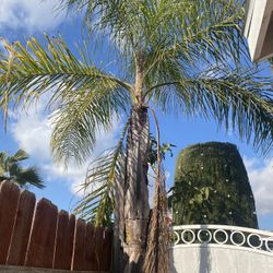 Palm Tree