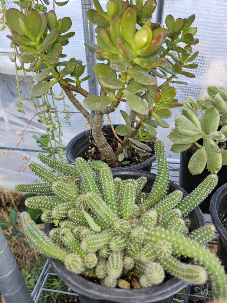 Succulent Plants, Large Variety.