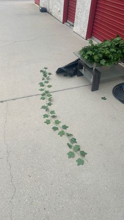 Plant Decor