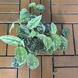Satin Pothos Scindapsus Pictus Argyraeus trailing plant 4”