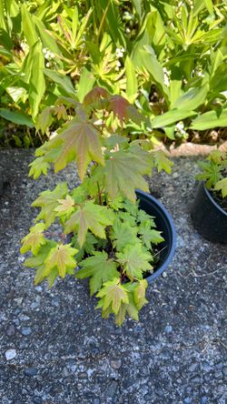 Vine maple