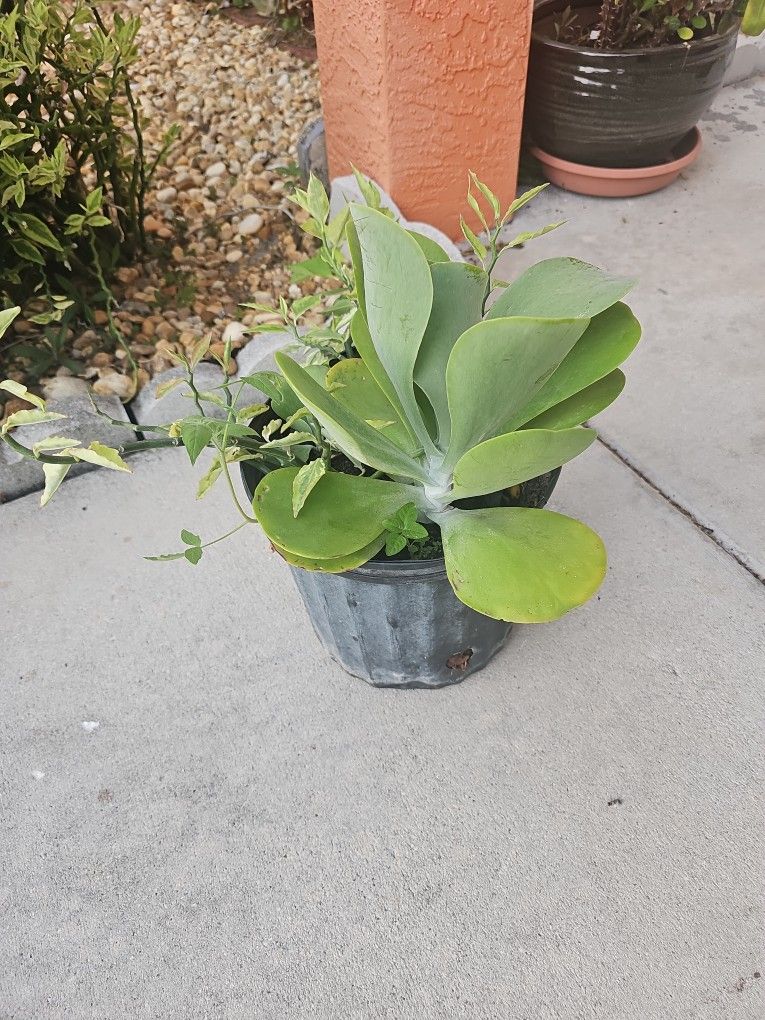Outdoor Plant