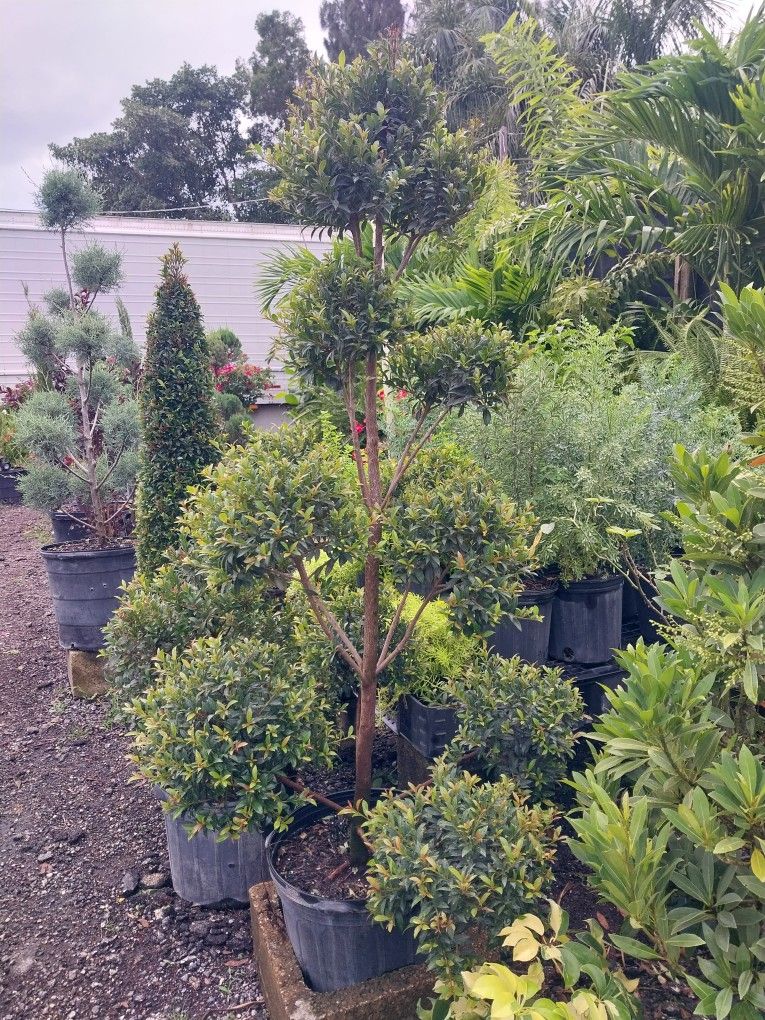 Eugenia Topiary Y Variedad De Plantas