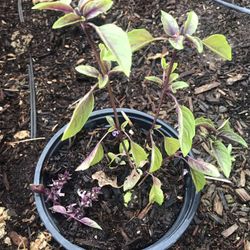 Thai Basil Plant 