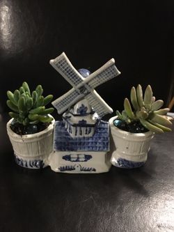 Real live succulents make great gifts