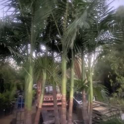 king palm tree 24’’