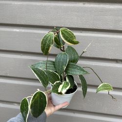 4” Hoya Macrophylla Albomarginata