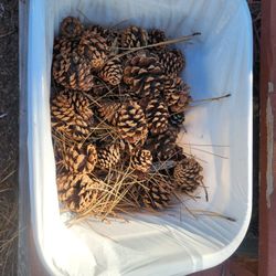 Natural Firest Fauna Pinecones