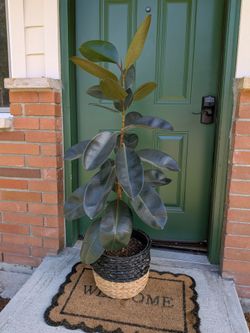 Rubber Fig Tree