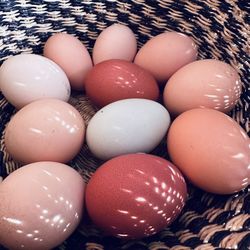 Chicken Eggs $5/dz