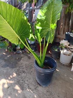 Hoja Elegante Por 30