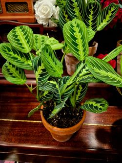 Lemon lime Prayer Plants in old time pottery