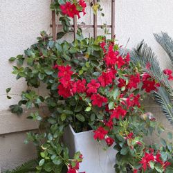Tall Planter Box with Red Mandevilla Rocket Trumpet Plant, Trellis