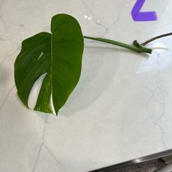 Monstera Albo Cutting