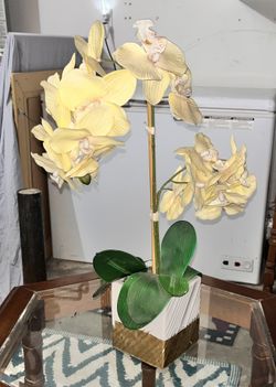 Yellow Orchid $8