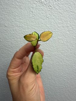 Hoya Caudata Variegated cutting