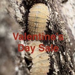 Reptile Supplies - Isopods and Springtails for bioactive setups