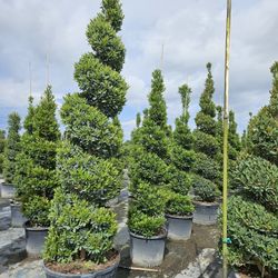 topiary  Cones Spiral  pompom  balls available 