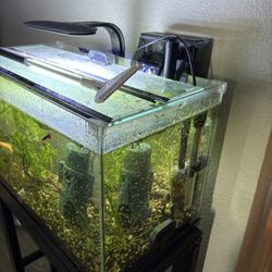 Fish tank With Everything You See