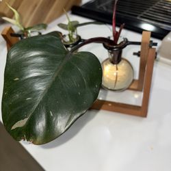Pink Princess Philodendron Cutting
