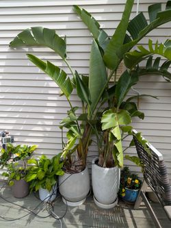 Set of 3 Potted Bird of Paradise Plants in Modern Planters