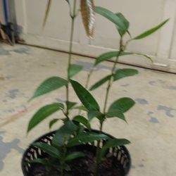 Natural Organic Mango Tree