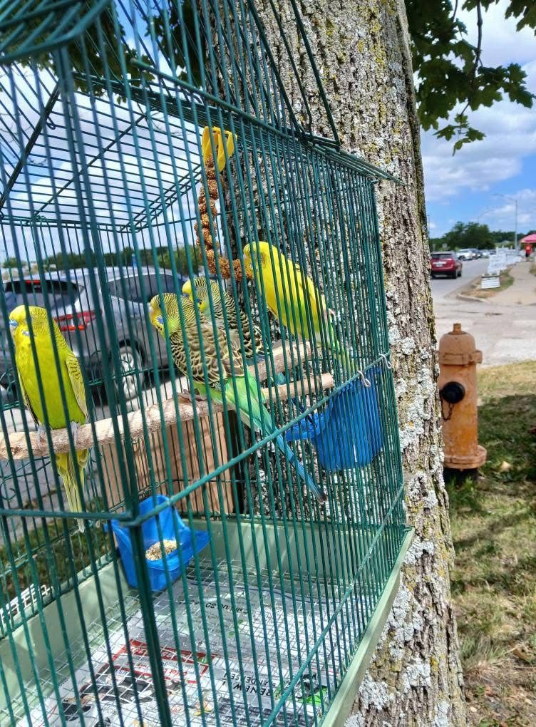 Birds And Cages