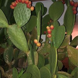 Food For Your Tortoises Free Cactus Ears