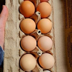 Fresh Eggs