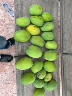 Mangoes for sale