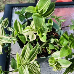 🪴🪴VARIEGATED TRADESCANTIA PLANT 🪴🪴