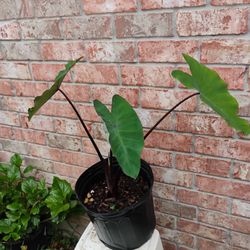 Diamond  Head Elephant  Ear Plant 