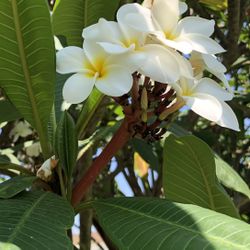 Plumeria Cuttings