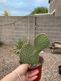 Small Rooted Prickly Pear Plants