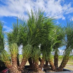Robellines  Triples Huge Healthy And Ready For Planting