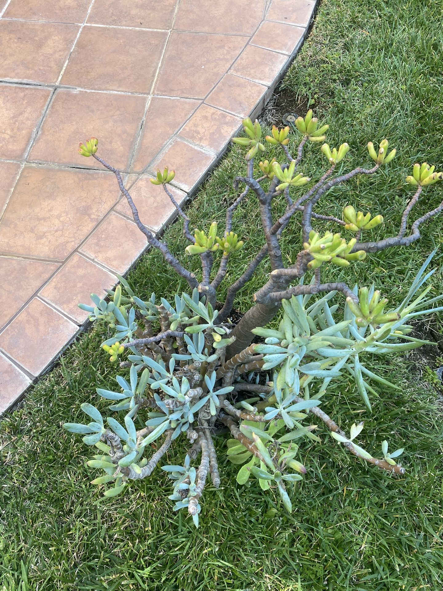 Succulents