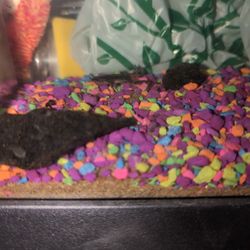 African Dwarf Frogs Pair