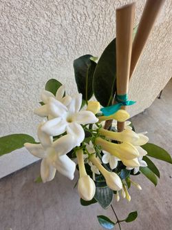 🤍 🌿Fragrant Madagascar Jasmine Vine🌿🤍🌿🤍