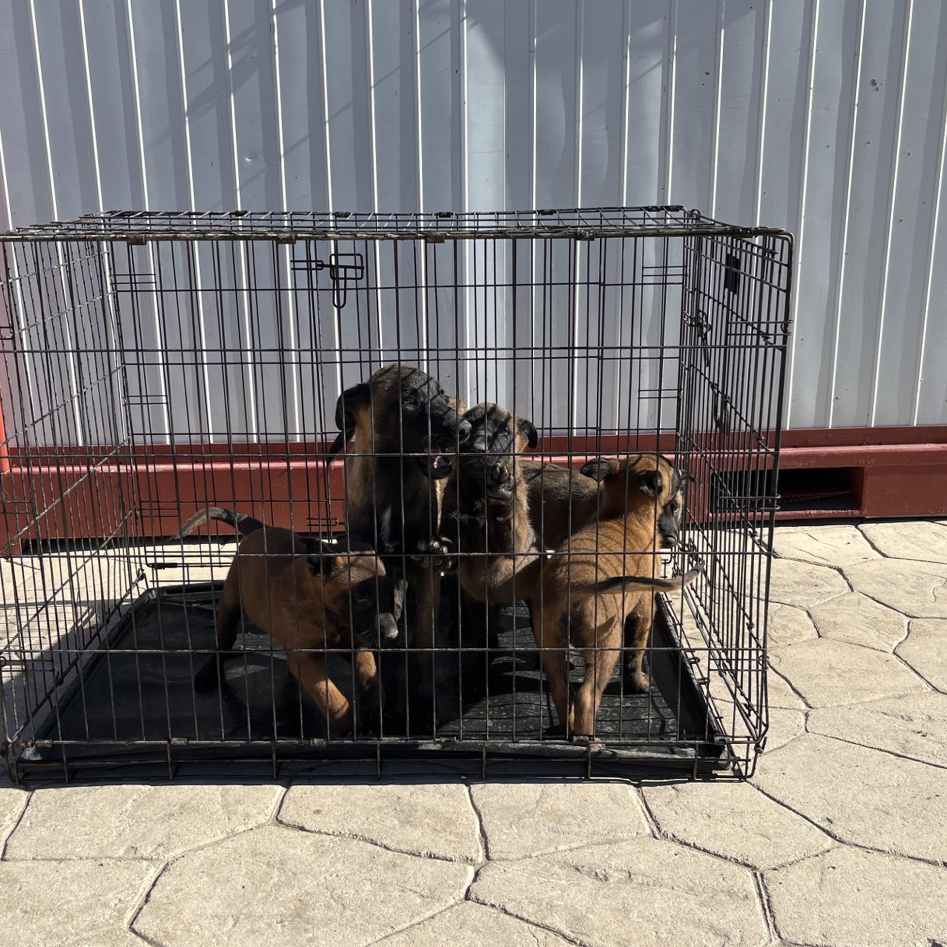 Dog Kenel , Cage, Jaula Para Perros