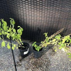 Healthy Tulsi Plants ( Only 2 Left)