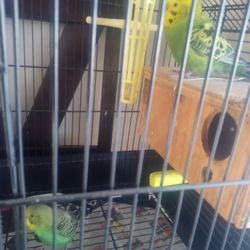 Bird Cage/Medium/Accessories 