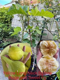 Yellow Long Neck Fig Tree 3years Huge and super tasty With Figs On $40